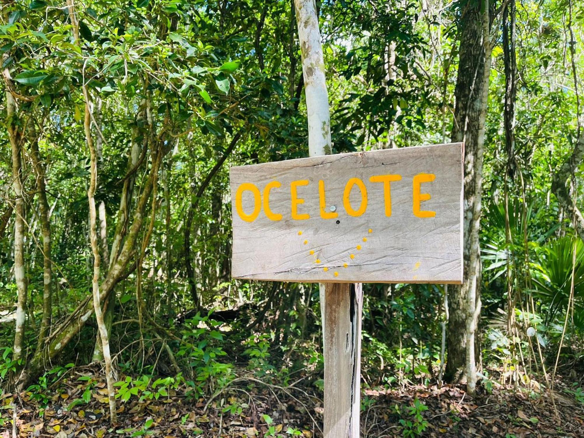 Jolie Jungle Eco Hotel (Adults Only) Leona Vicario 객실 사진